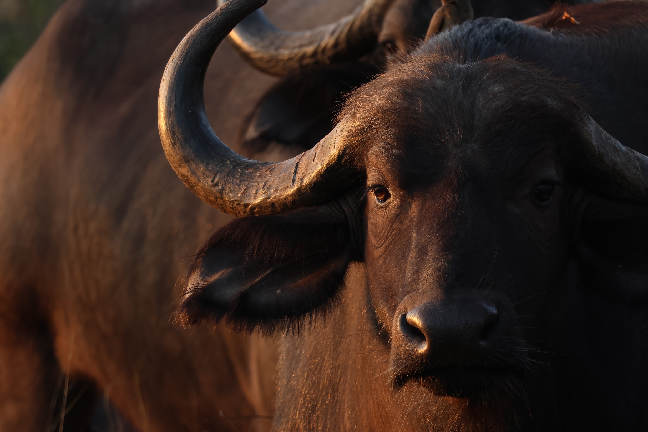 Conservation Vet Experiences